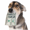 money-dog60x60