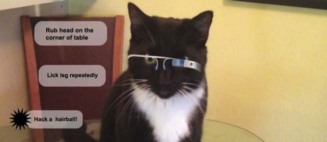 GoogleGlassCat